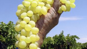 Sa Wine Exports Reach Record Volumes On Bumper Harvest