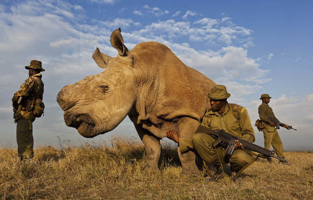 Cites: Everyone wants to stop species being wiped out, but don’t agree on the solution