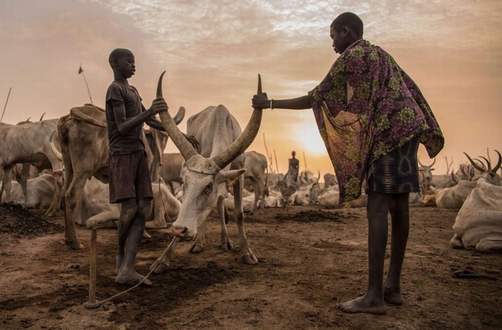 Conflict until the cows come home