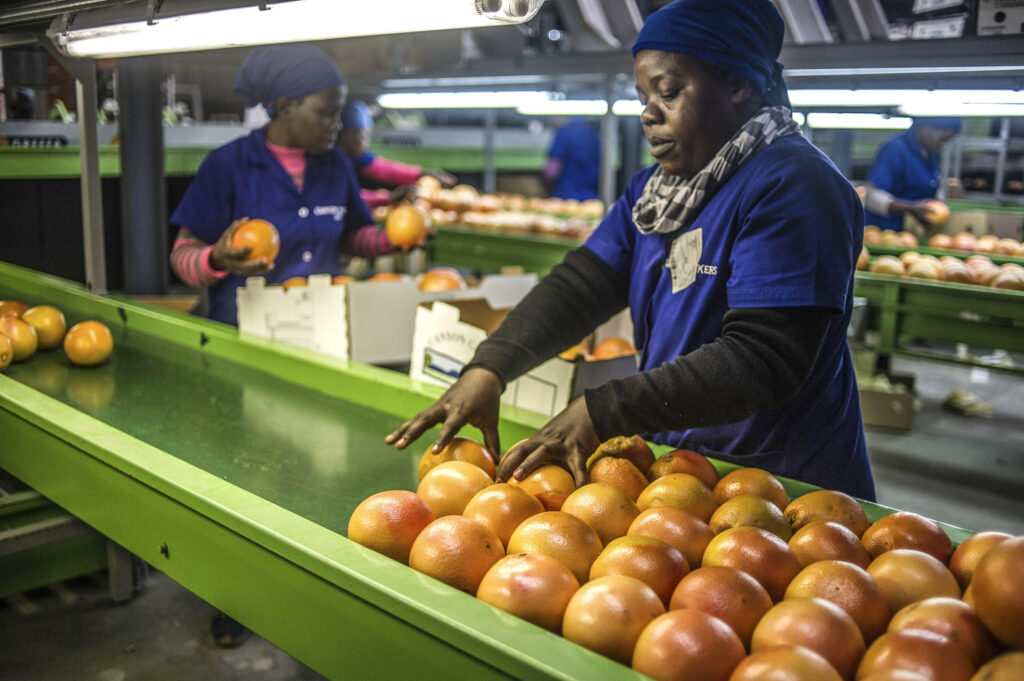 SA’s agriculture output set to be robust in coming quarters