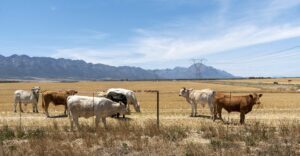 Tulbagh, Western Cape, South Africa, Cattle Grazing In A Farm At Tulbagh In On Wheat Field In The Swartland Region Of The Western Cape, South Africa