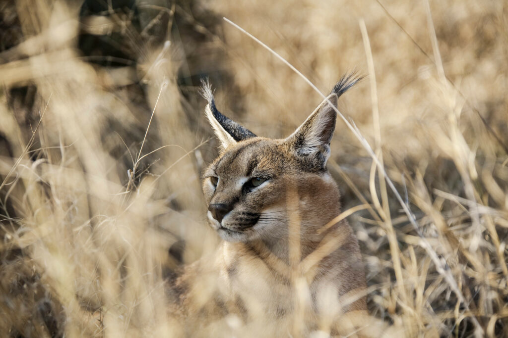 Predators: Beauties or beasts?