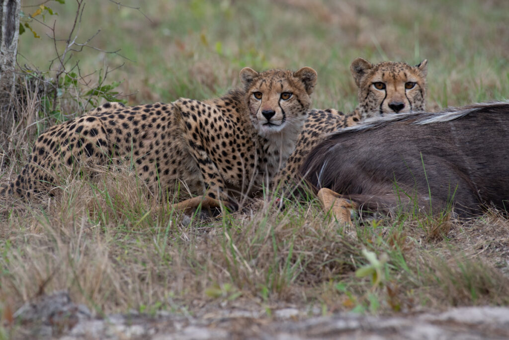 After 60 years, cheetahs return to Maputo Special Reserve