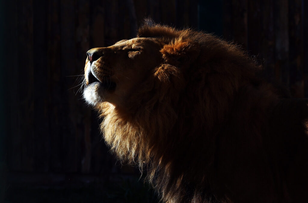 Lions at Singapore wildlife park infected with coronavirus