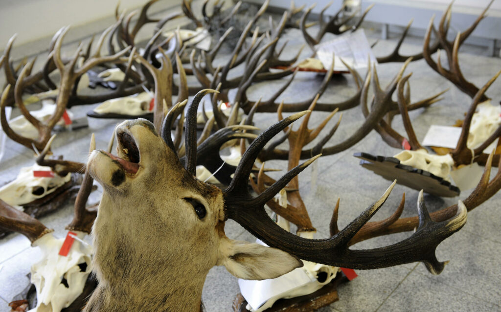 UK to vote on banning its citizens from bringing hunting trophies home