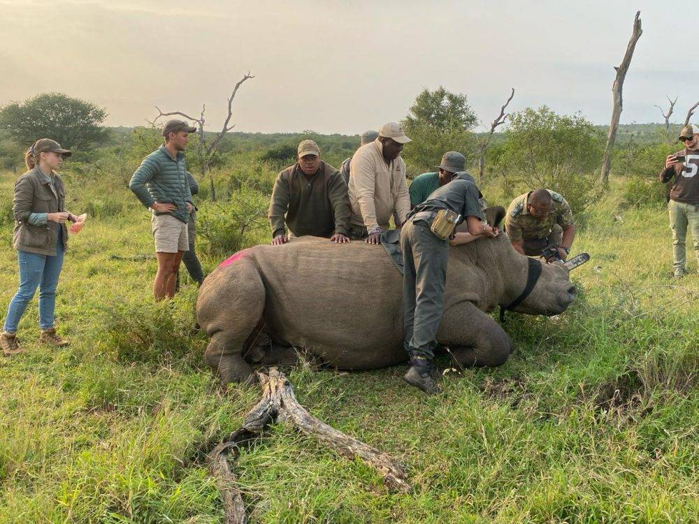 Ezemvelo KZN Wildlife resorts to dehorning rhinos to limit poaching