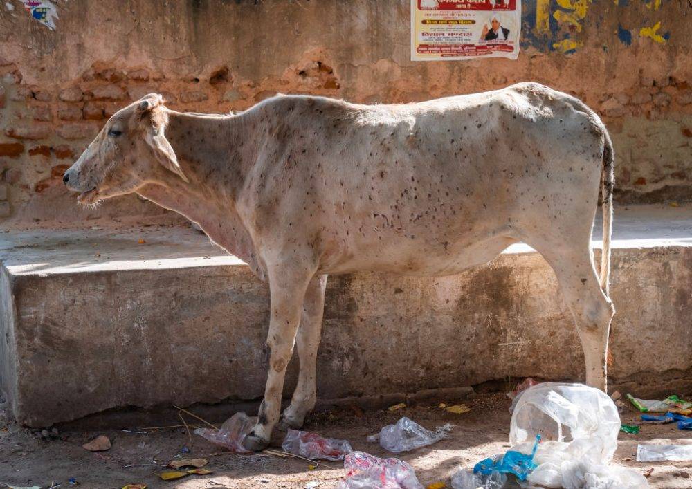 Rise in animal diseases a global problem 