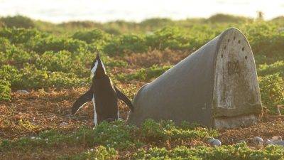 Penguin Nest2