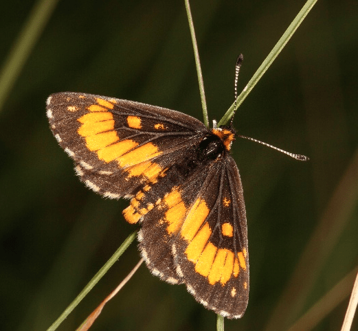 Safety net for rare Wolkberg Zulu butterfly in Limpopo